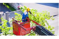 Tree removal service Adelaide   image 1